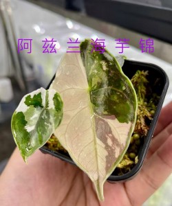 Alocasia Azlanii Albo Variegata — Tissue Culture Plantlets