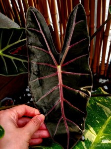 Alocasia Black Satun — Tissue Culture Plantlets