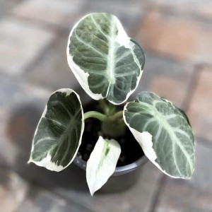 Alocasia Black Velvet Albo Variegata — Tissue Culture Plantlets