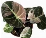 Alocasia Black Velvet Albo Variegata  — Tissue Culture Plantlets