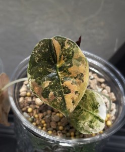 Alocasia Cuprea Aurea Variegata ‘Latte’ — Tissue Culture Plantlets