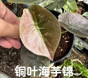 Alocasia Cuprea ‘Red Secret’ Mint Variegata — Tissue Culture Plantlets