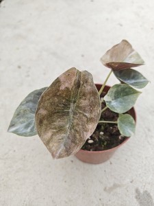 Alocasia cuprea ‘Red Secret’ Pink Variegata — Tissue Culture Plantlets