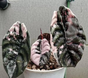Alocasia Cuprea ‘Red Secret’ Super Pink Variegata — Tissue Culture Plantlets