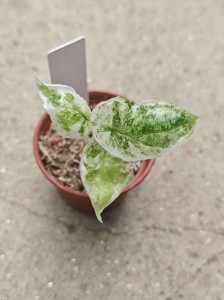 Alocasia Dragon Scale Albo Ultra — Tissue Culture Plantlets