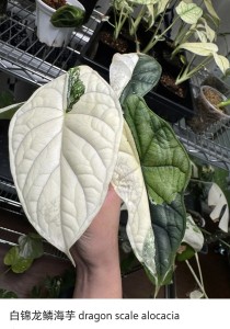 Alocasia Dragon Scale Albo Variegata — Tissue Culture Plantlets