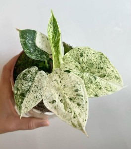 Alocasia Dragon Scale Mint Variegata — Tissue Culture Plantlets