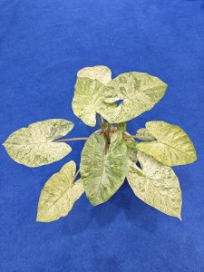 Alocasia fornicata ‘Macrorrhizos’ Mint Camouflage Variegata — Tissue Culture Plantlets