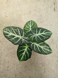 Alocasia Freckle Ninja — Tissue Culture Plantlets