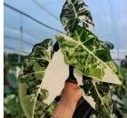 Alocasia Frydek Albo Variegata — Tissue Culture Plantlets