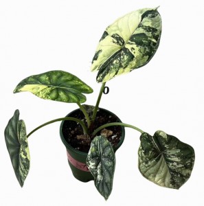Alocasia Baginda ‘Dragon Scale’ Variegata — Tissue Culture Plantlets