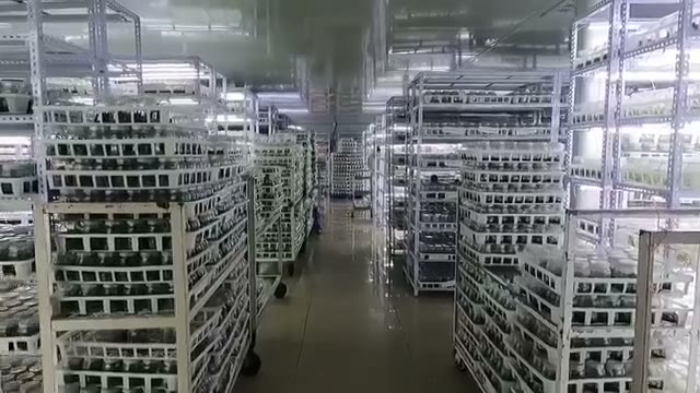 Culture vessels on the growth racks — original video cover