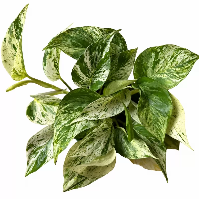Epipremnum Aureum Marble Queen — appearance reference