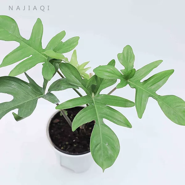飞机蔓绿绒6-web