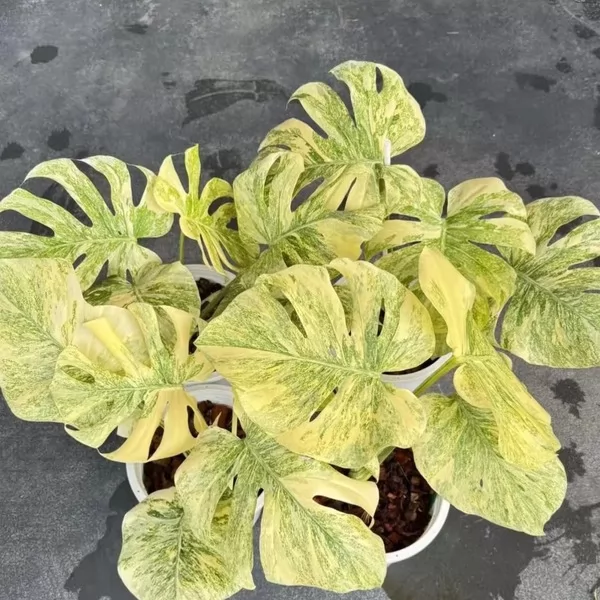 Monstera Legacy Variegata — appearance reference