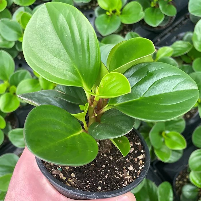 Peperomia obtusifolia Emerald-a