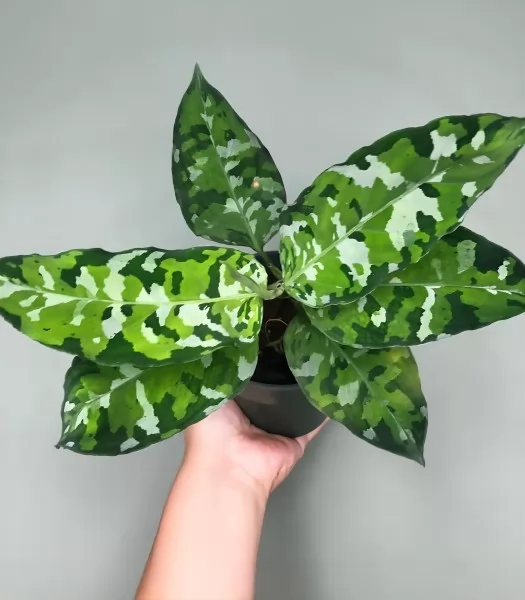 Aglaonema pictum tricolor(1)