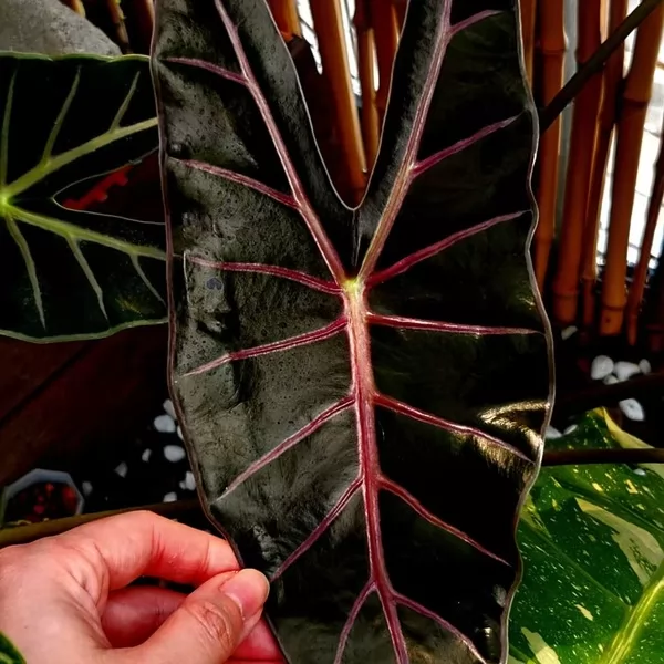 Alocasia Black Satun — appearance reference