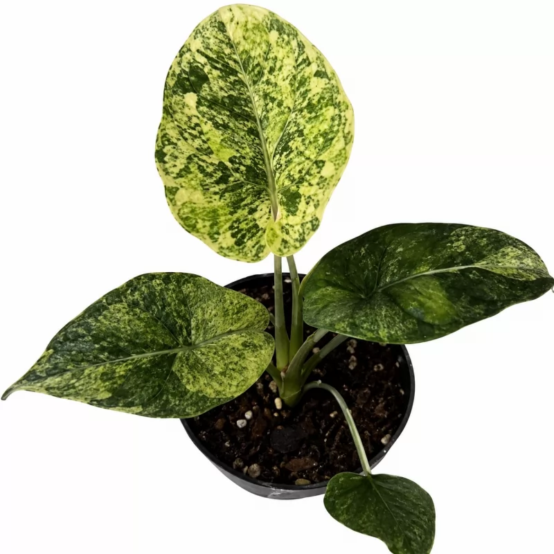 Alocasia Baginda 'Dragon Scale' Aurea Variegata — appearance reference