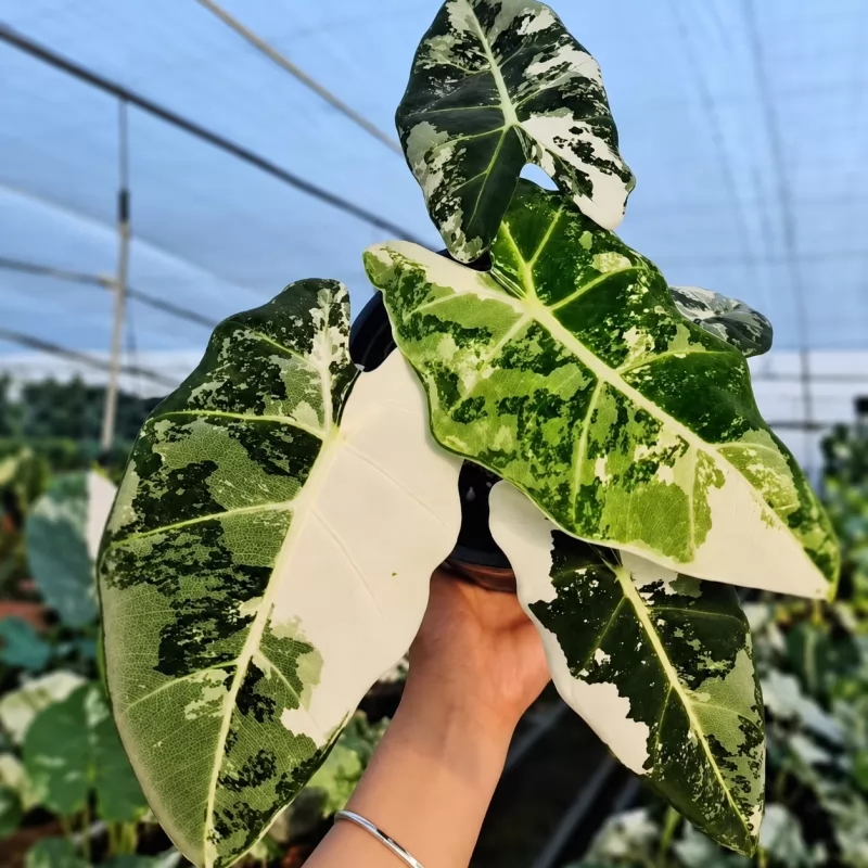 Alocasia Frydek Albo Variegata — appearance reference