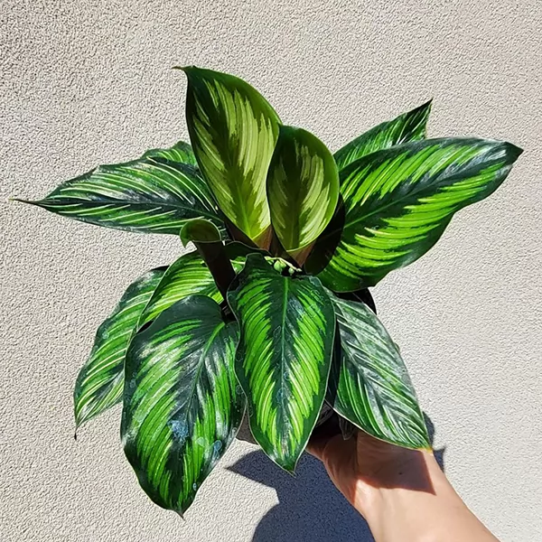 Calathea 'Beautiful Star' (2)