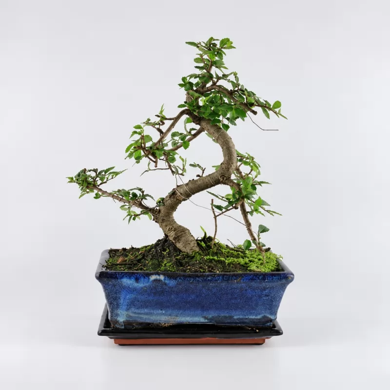 Zelkova S Shape Bonsai — 20 cm Grade