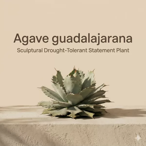 Agave guadalajarana -7