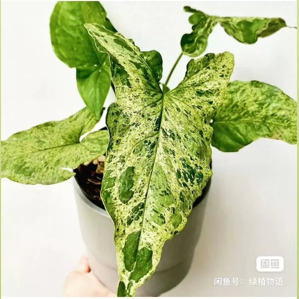 Syngonium Mojito Variegated — appearance reference