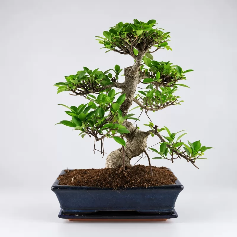 Ficus S Shape Bonsai — 25 cm Grade
