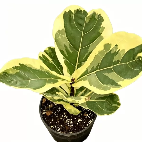 Ficus Lyrata Variegata — appearance reference