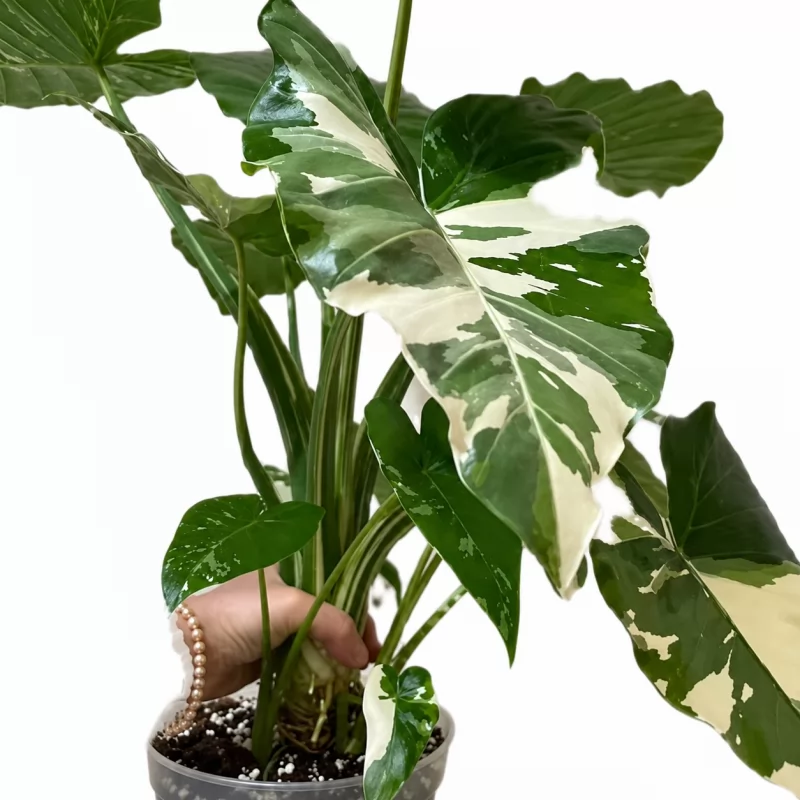 Alocasia Odora Okinawa Silve Variegated — appearance reference