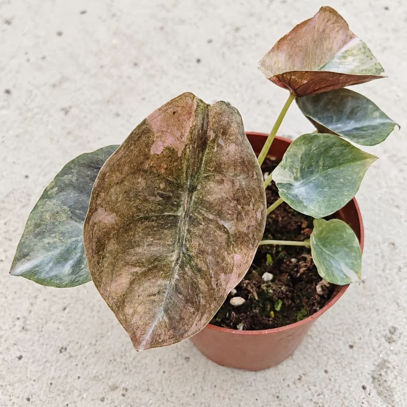 Alocasia cuprea 'Red Secret Pink Variegata — appearance reference