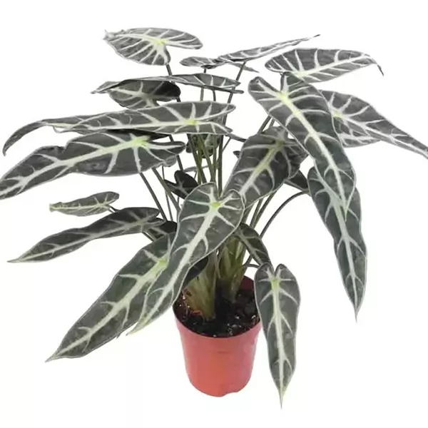 Alocasia bambino 1