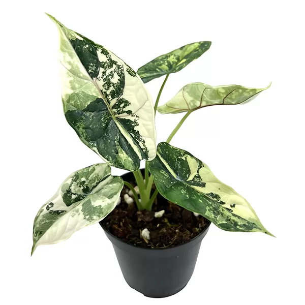 Alocasia Dragon Scale Variegated — Tissue Culture Plantlets Featured Image