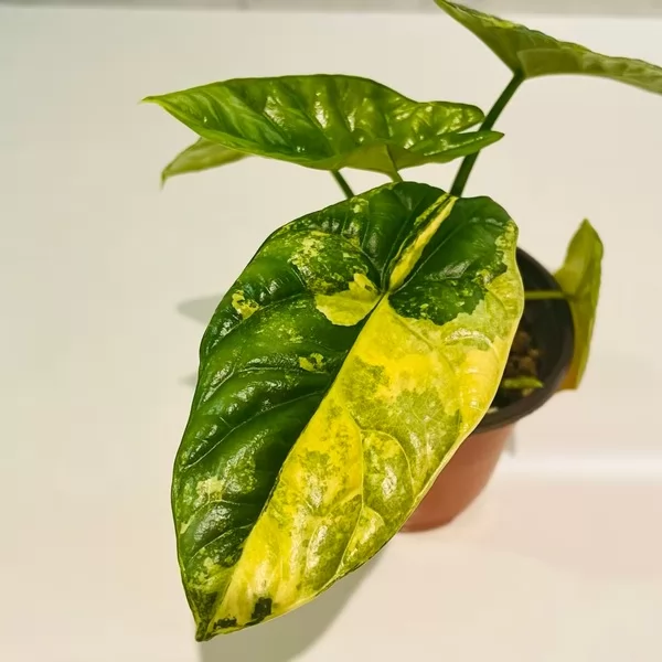 Alocasia Sinuata Aurea Variegated — appearance reference