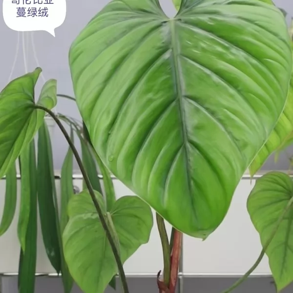 Philodendron Columbia — appearance reference