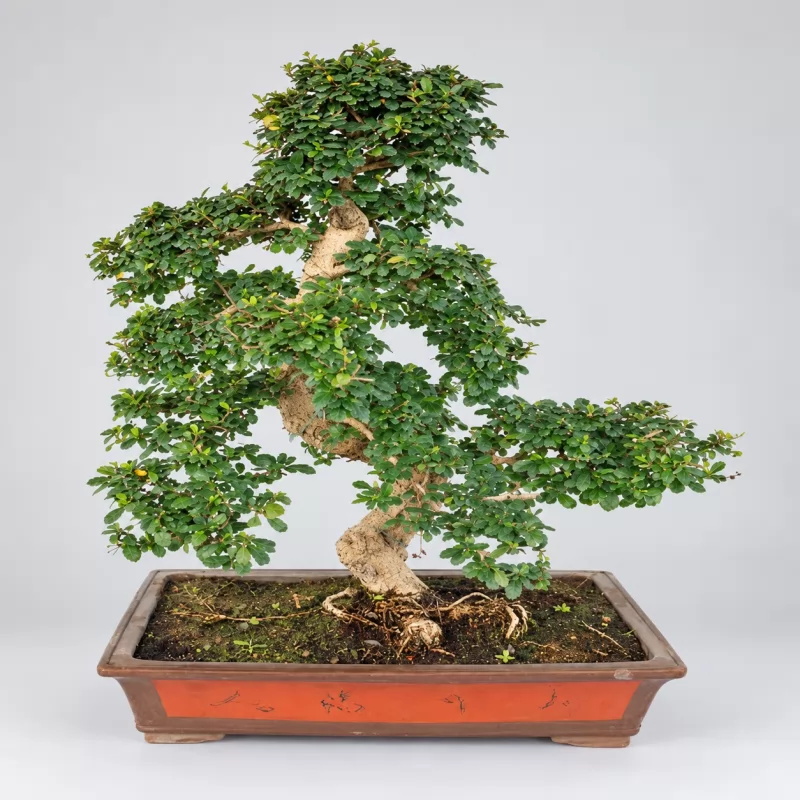 Carmona S Shape Bonsai — 60 cm Grade