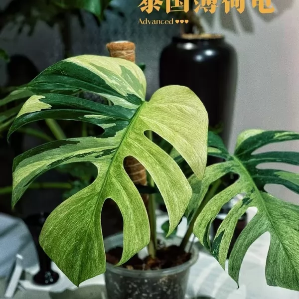 Monstera Thai Mint — appearance reference