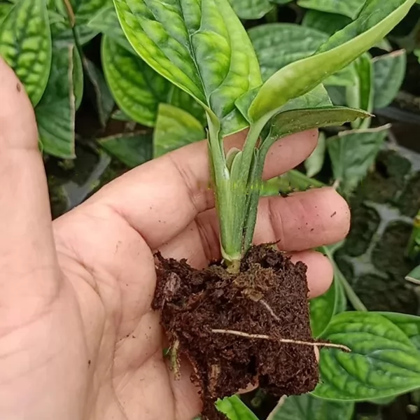 Monstera Karsteniana 2