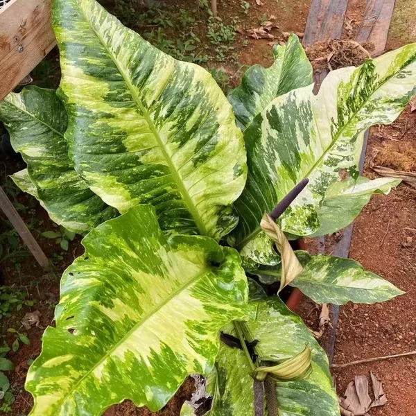 Bird'S Nest Anthurium — appearance reference