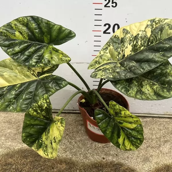 Alocasia sinuataAurea variegated — appearance reference