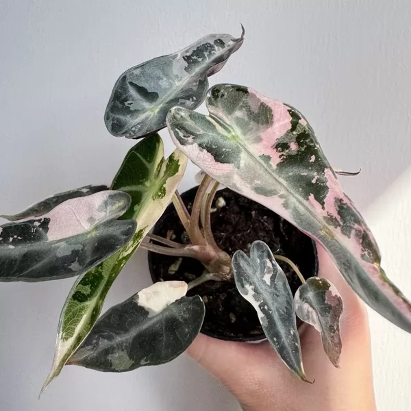 Alocasia Bambino Pink Var — appearance reference