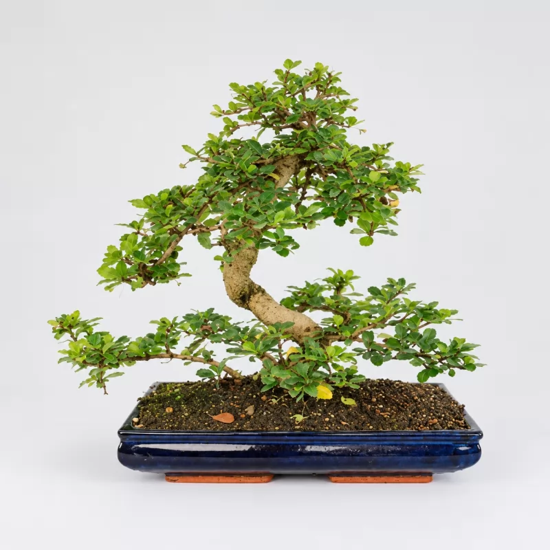 Carmona S Shape Bonsai — 35 cm Grade