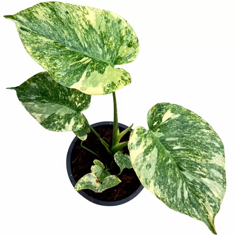 Monstera Delisiosa Green Snow — appearance reference