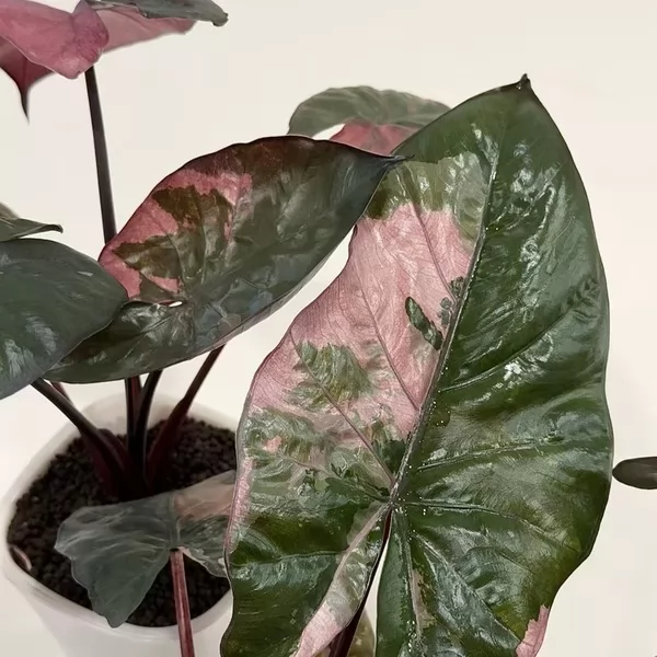 Alocasia Yucatan Princess Pink Variegated — appearance reference