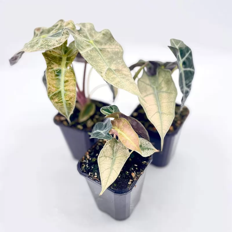 Alocasia Amazonica variegated-1A