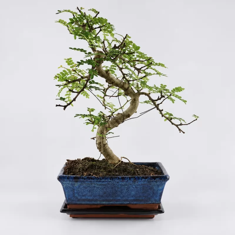 Zanthoxylum S Shape Bonsai — 20 cm Grade