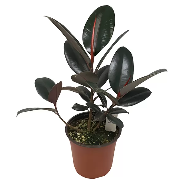 Ficus elastica 'Dark Burgundy'