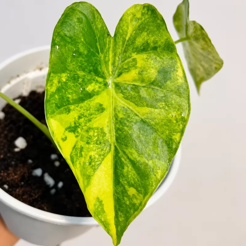 Alocasia Odora Sliver Aurea Variegated — appearance reference