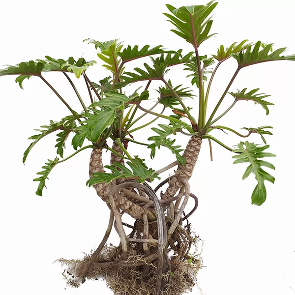 Alocasia baginda